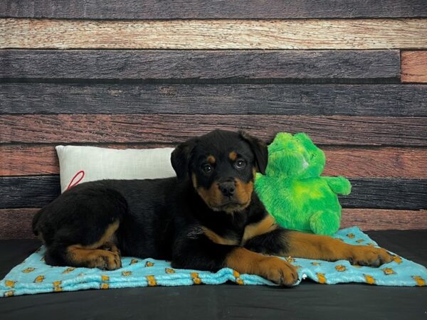 Rottweiler-DOG-Female-Black and Rust-24614-Petland Scottsdale, Arizona