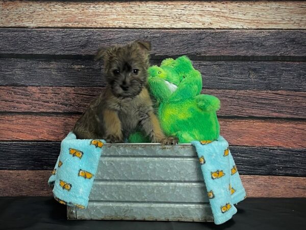 Cairn Terrier-DOG-Female-Brindle-24613-Petland Scottsdale, Arizona