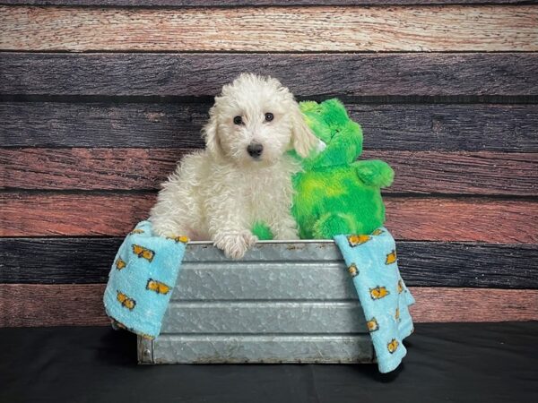 Bichon Frise-DOG-Male-White-24612-Petland Scottsdale, Arizona