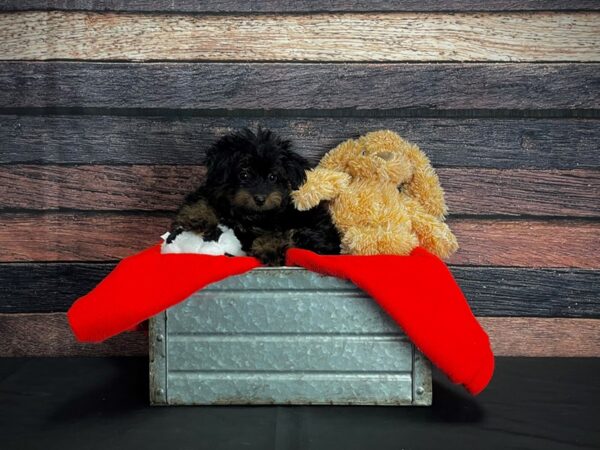 F1B Aussiedoodle-DOG-Female-Bi-Color-24659-Petland Scottsdale, Arizona