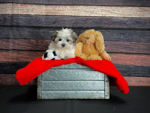 Maltese/Poodle-DOG-Female-White / Gold-24658-Petland Scottsdale, Arizona