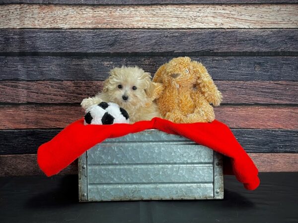 Maltese/Poodle-DOG-Female-Apricot-24657-Petland Scottsdale, Arizona