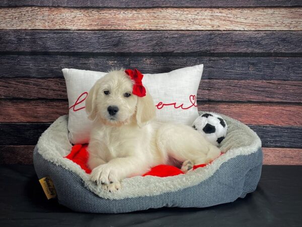 Labrador Retriever/Standard Poodle-DOG-Female-Yellow-24656-Petland Scottsdale, Arizona
