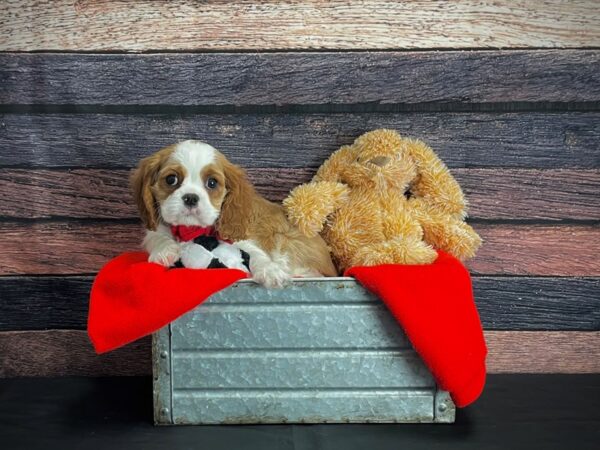 Cavalier King Charles Spaniel-DOG-Male-Blenheim-24655-Petland Scottsdale, Arizona