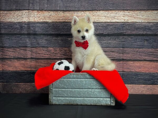 Alaskan Klee Kai-DOG-Male-Cream-24653-Petland Scottsdale, Arizona