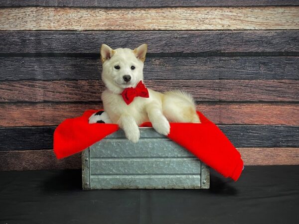 Shiba Inu-DOG-Male-Cream-24652-Petland Scottsdale, Arizona