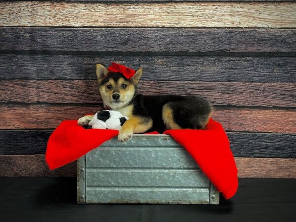 Shiba Inu-DOG-Female-Black / Tan-24651-Petland Scottsdale, Arizona