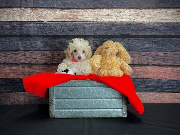 Poodle-DOG-Female-Apricot-24650-Petland Scottsdale, Arizona