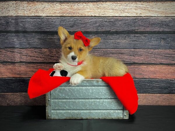Pembroke Welsh Corgi-DOG-Female-Sable / White-24649-Petland Scottsdale, Arizona