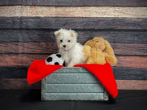 Maltese-DOG-Male-White-24648-Petland Scottsdale, Arizona