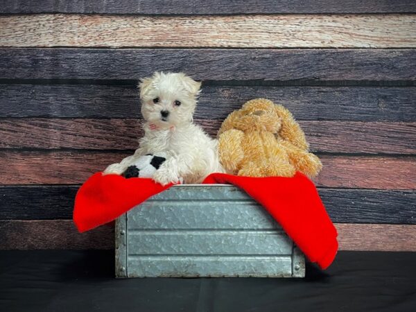 Maltese-DOG-Female-White-24647-Petland Scottsdale, Arizona