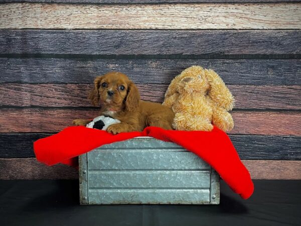 Cavalier King Charles Spaniel-DOG-Female-Ruby-24646-Petland Scottsdale, Arizona