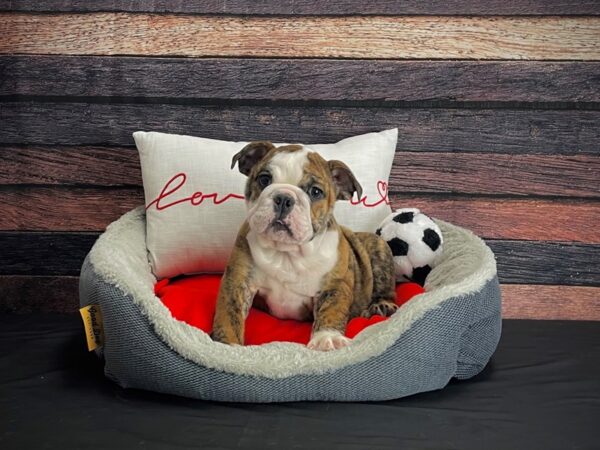 English Bulldog-DOG-Male-Red Brindle-24645-Petland Scottsdale, Arizona