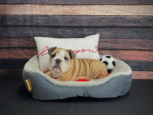 English Bulldog-DOG-Male-Fawn-24644-Petland Scottsdale, Arizona