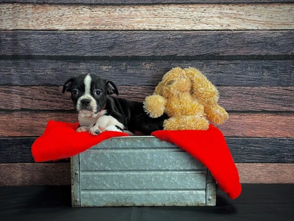 Boston Terrier-DOG-Female-Black and White-24642-Petland Scottsdale, Arizona