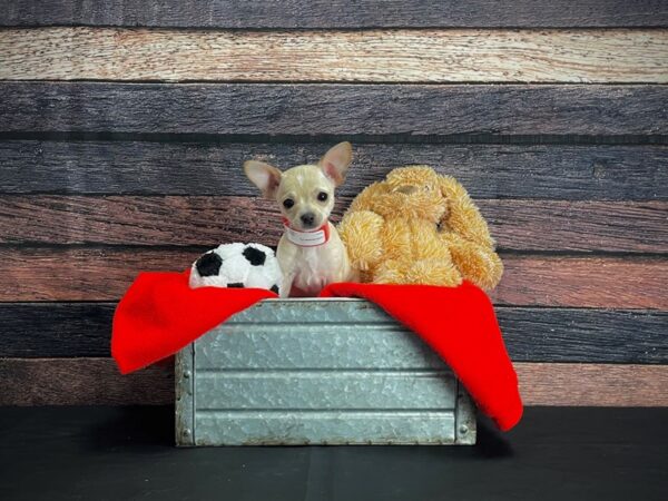 Chihuahua-DOG-Female-Cream-24641-Petland Scottsdale, Arizona