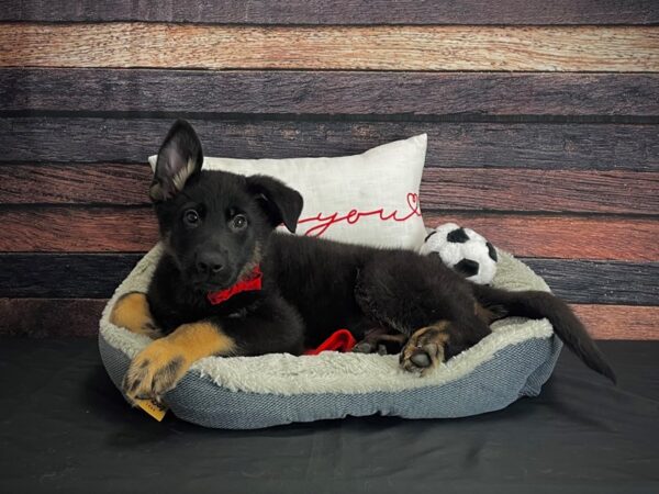 German Shepherd Dog-DOG-Male-Black and Tan-24640-Petland Scottsdale, Arizona