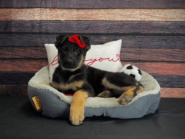 German Shepherd Dog-DOG-Female-Black and Tan-24639-Petland Scottsdale, Arizona