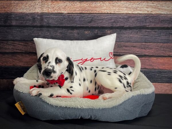 Dalmatian-DOG-Male-White and Black-24638-Petland Scottsdale, Arizona
