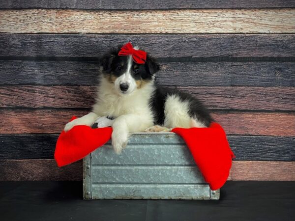 Shetland Sheepdog-DOG-Female-Black White and Tan-24637-Petland Scottsdale, Arizona