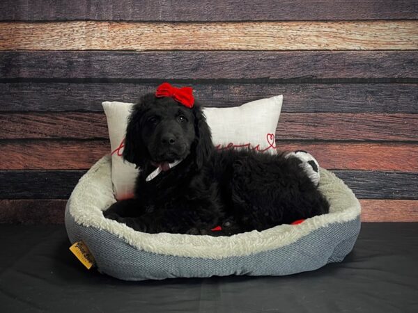 Golden Retriever/Standard Poodle-DOG-Female-Black-24636-Petland Scottsdale, Arizona