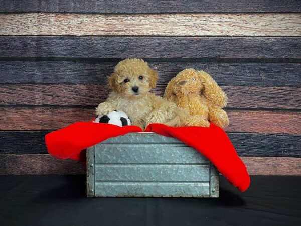 Bichon Frise/Poodle-DOG-Female-Apricot-24635-Petland Scottsdale, Arizona