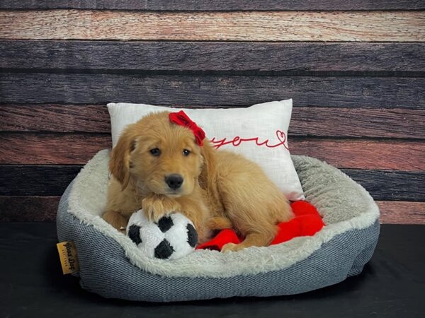 Golden Retriever-DOG-Female-Golden-24668-Petland Scottsdale, Arizona