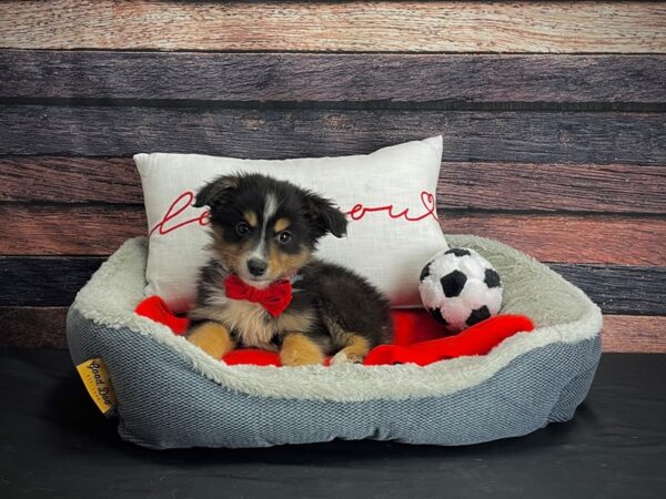 Miniature Australian Shepherd-DOG-Male--24660-Petland Scottsdale, Arizona