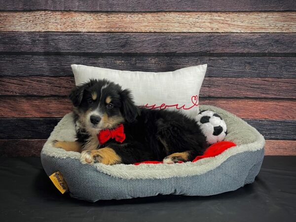 Miniature Australian Shepherd-DOG-Male--24661-Petland Scottsdale, Arizona