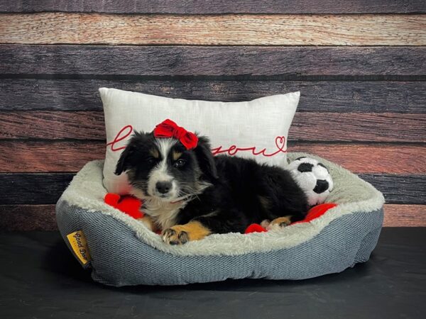 Miniature Australian Shepherd-DOG-Female--24662-Petland Scottsdale, Arizona