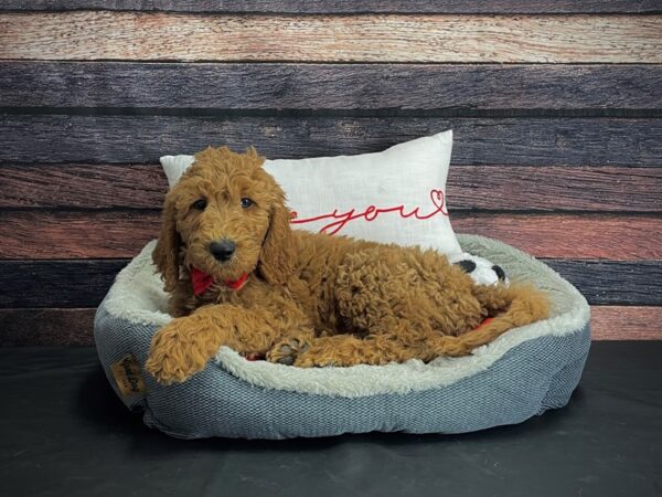 F1B Goldendoodle-DOG-Male-Golden-24663-Petland Scottsdale, Arizona