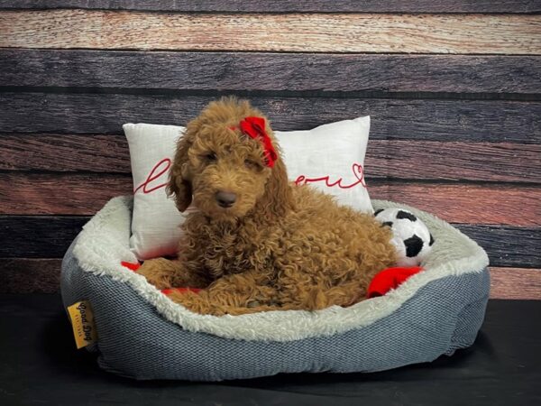 F1B Goldendoodle-DOG-Female-Golden-24664-Petland Scottsdale, Arizona