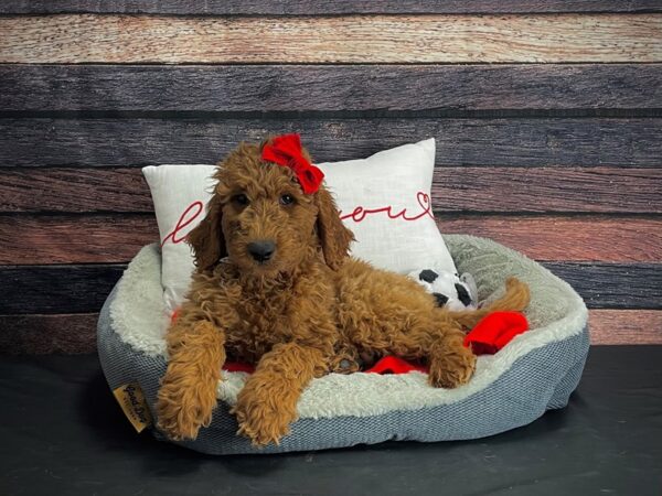 F1B Goldendoodle-DOG-Female-Golden-24665-Petland Scottsdale, Arizona