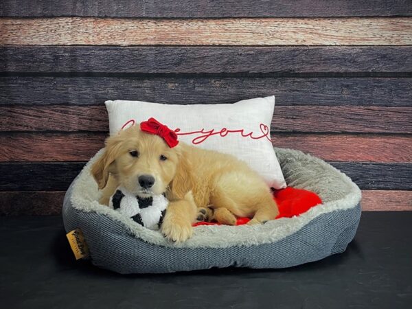 Golden Retriever-DOG-Female-Golden-24669-Petland Scottsdale, Arizona