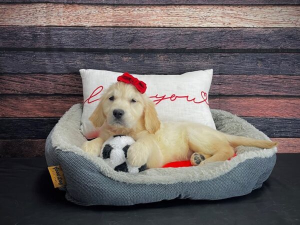 English Cream Golden Retriever-DOG-Female-Cream-24667-Petland Scottsdale, Arizona