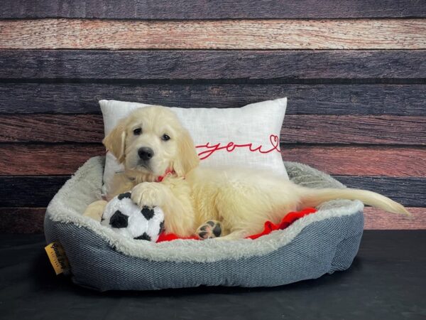 English Cream Golden Retriever-DOG-Male-Cream-24666-Petland Scottsdale, Arizona