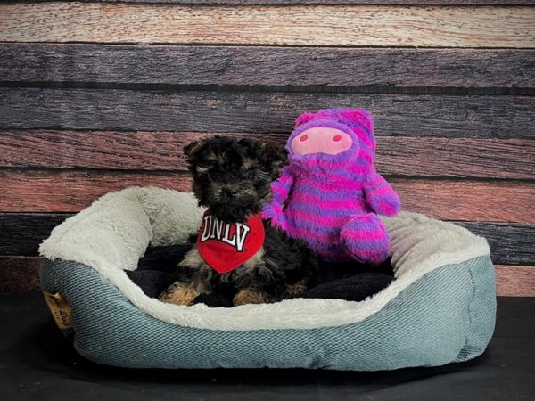 Maltese/Yorkshire Terrier-DOG-Female-Black / Tan-24702-Petland Scottsdale, Arizona