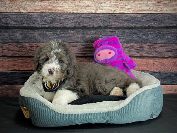 Bernese Mountain Dog/Standard Poodle-DOG-Male-Blue Merle White / Tan-24700-Petland Scottsdale, Arizona