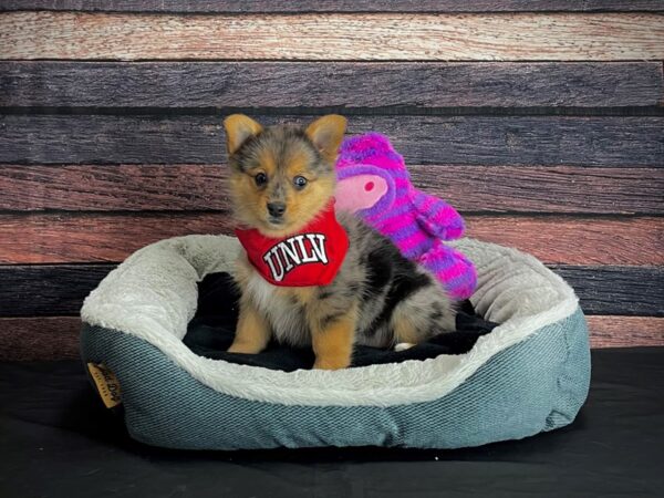 Pembroke Welsh Corgi/Pomeranian-DOG-Female-Blue Merle / Tan-24699-Petland Scottsdale, Arizona