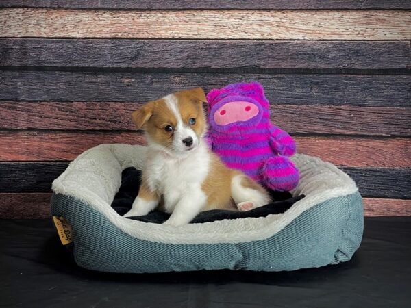 Pembroke Welsh Corgi/Pomeranian-DOG-Female-Red Merle-24698-Petland Scottsdale, Arizona