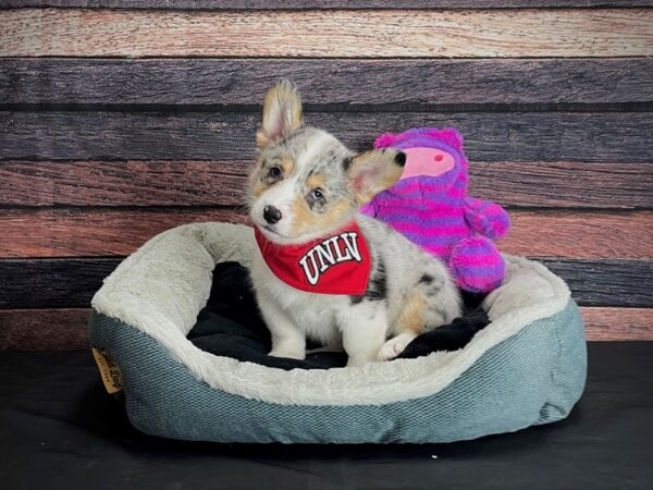 American Corgi-DOG-Female-Blue Merle / Tan-24697-Petland Scottsdale, Arizona