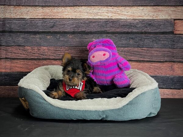 Yorkshire Terrier-DOG-Male-Black / Tan-24696-Petland Scottsdale, Arizona