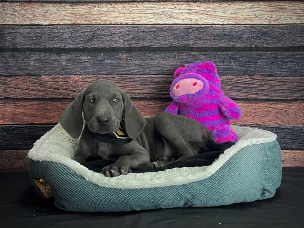 Weimaraner-DOG-Female-Blue-24695-Petland Scottsdale, Arizona
