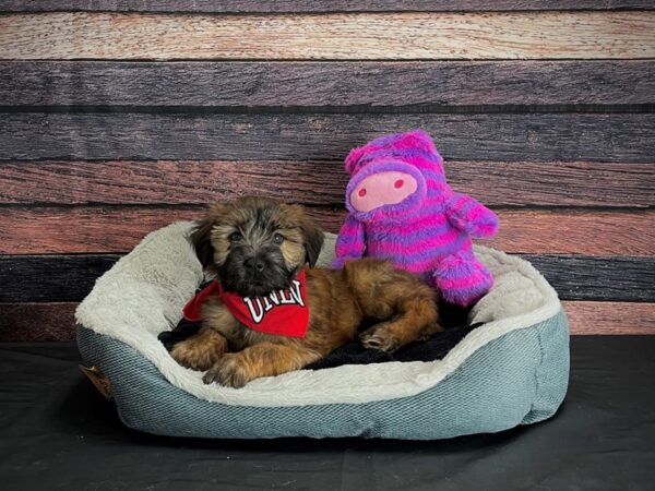 Soft Coated Wheaten Terrier-DOG-Female-Wheaten-24694-Petland Scottsdale, Arizona