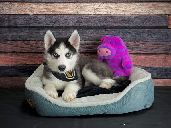 Siberian Husky-DOG-Male-Black / White-24693-Petland Scottsdale, Arizona