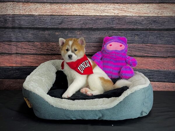 Shiba Inu-DOG-Female-Red Sesame-24692-Petland Scottsdale, Arizona
