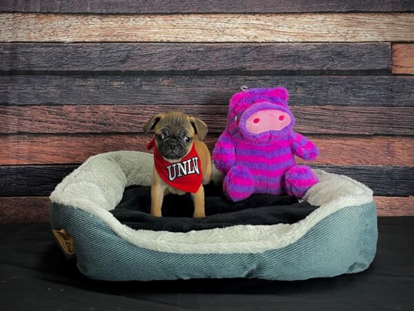 Pug-DOG-Male-Fawn-24691-Petland Scottsdale, Arizona