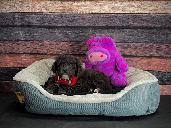 Poodle-DOG-Male-Blue-24690-Petland Scottsdale, Arizona