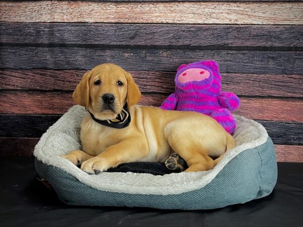 Labrador Retriever-DOG-Male-Yellow-24689-Petland Scottsdale, Arizona