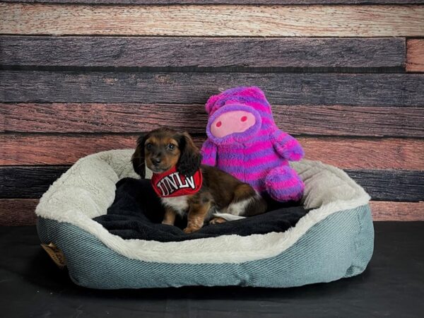 Dachshund-DOG-Female-Red Sable-24688-Petland Scottsdale, Arizona